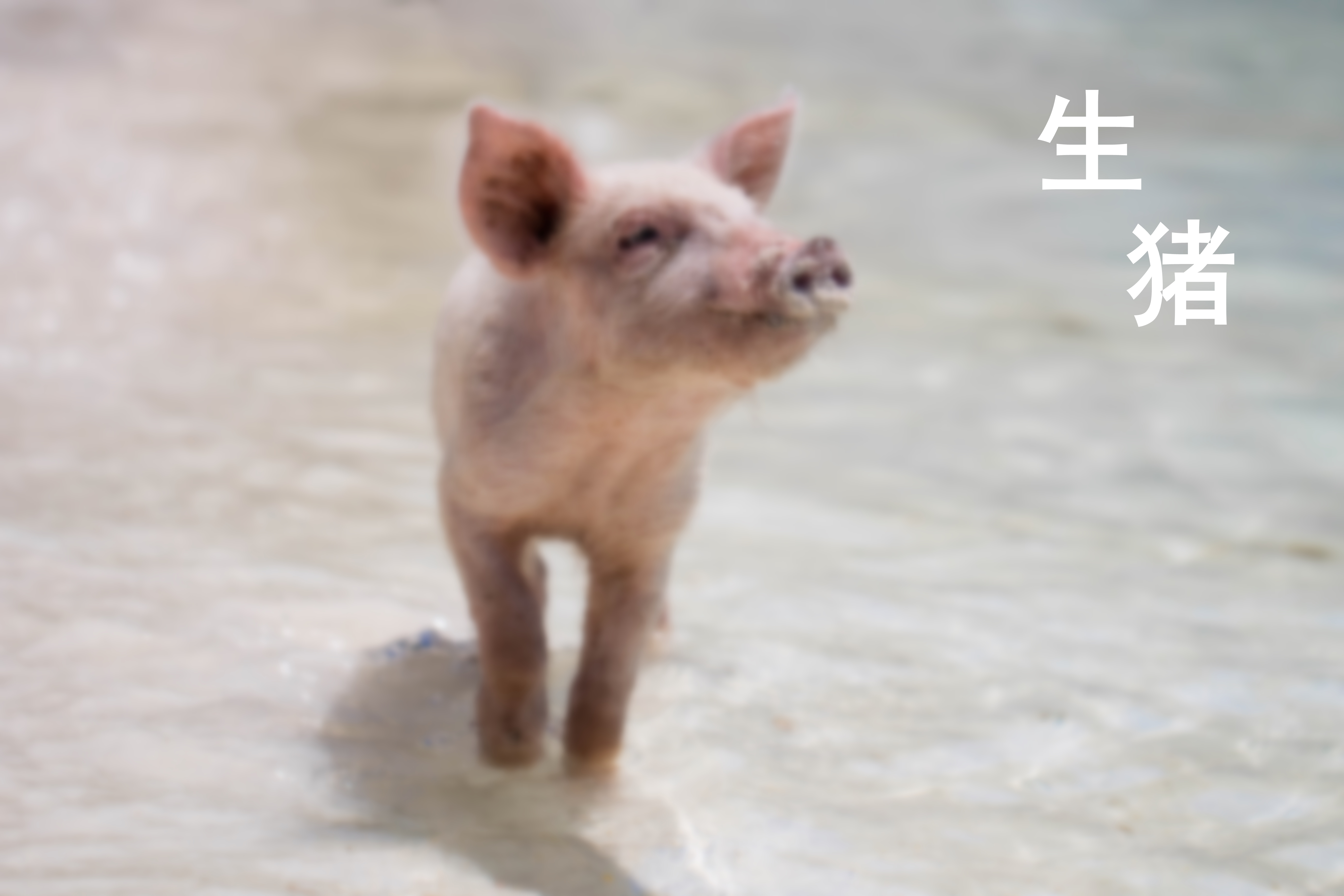 重磅發(fā)布|《2024-2025年度中國生豬行業(yè)發(fā)展與投資分析報(bào)告》